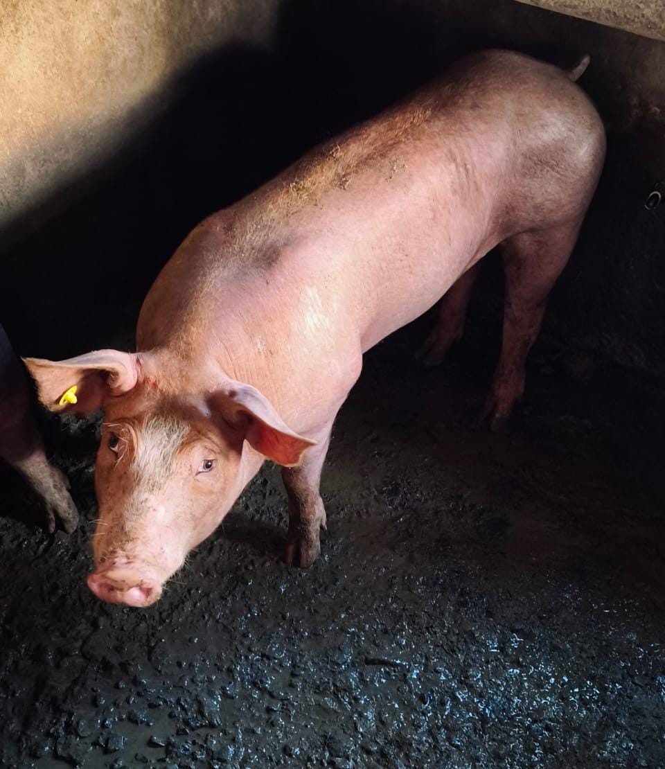 Cerdito
